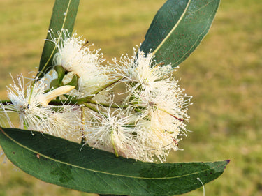 25 RED FOREST GUM Tree Eucalyptus Tereticornis Blue Grey Mountain Flower Seeds